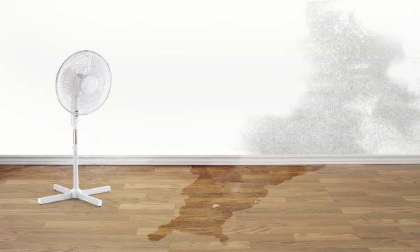 Best 24/7 water damage repair  in Olivia, MN